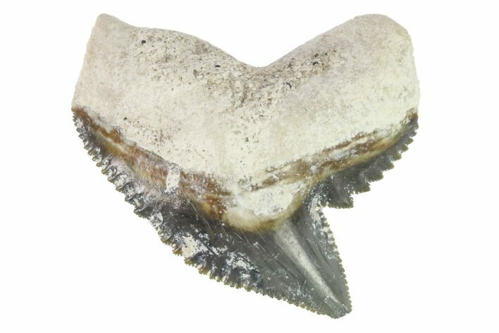 Fossil Tiger Shark Tooth - Bone Valley, Florida #145150